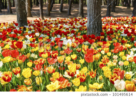 Hitachi Seaside Park in spring: tulips in full bloom, Hitachinaka City, Ibaraki Prefecture 101495614
