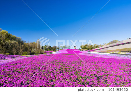 Shibazakura Park in Ichikai Town in the early morning Blue sky and Shibazakura in full bloom Ichikai Town, Tochigi Prefecture Shibazakura Park in Ichikai Town in the early morning Blue sky and Shibazakura in full bloom Ichikai Town, Tochigi Prefecture 101495660
