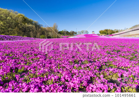 Shibazakura Park in Ichikai Town in the early morning Blue sky and Shibazakura in full bloom Ichikai Town, Tochigi Prefecture Shibazakura Park in Ichikai Town in the early morning Blue sky and Shibazakura in full bloom Ichikai Town, Tochigi Prefecture 101495661