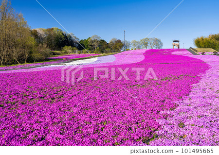 Shibazakura Park in Ichikai Town in the early morning Blue sky and Shibazakura in full bloom Ichikai Town, Tochigi Prefecture Shibazakura Park in Ichikai Town in the early morning Blue sky and Shibazakura in full bloom Ichikai Town, Tochigi Prefecture 101495665