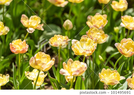 Hitachi Seaside Park in spring: tulips in full bloom, Hitachinaka City, Ibaraki Prefecture Hitachi Seaside Park in spring: tulips in full bloom, Hitachinaka City, Ibaraki Prefecture 101495691