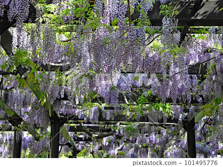 像瀑布一樣垂下的絕妙風景 天神山綠地北海道最古老的樹齡 200 年的紫藤花架 101495776
