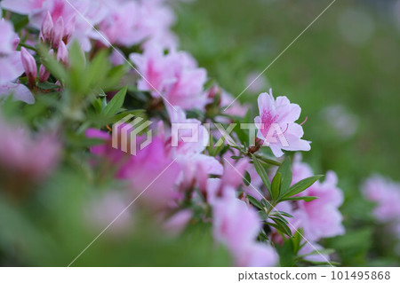 Azalea blooms from the end of cherry blossoms to early summer. Impressive bright pink color. 101495868