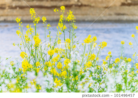 Rape blossoms blooming along the river Rape blossoms blooming along the river 101496457