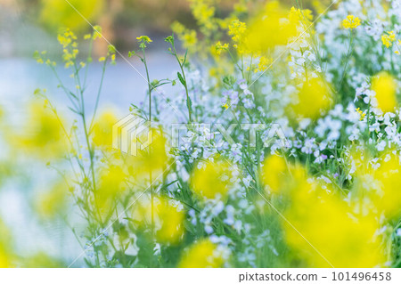 Yellow rape blossoms 101496458