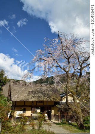 Horike Residence Weeping cherry blossoms at the ruins of the Kanao Imperial Palace [Kanao, Nishiyoshino-cho, Gojo City, Nara Prefecture] 101496471