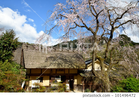 Horike Residence Weeping cherry blossoms at the ruins of the Kanao Imperial Palace [Kanao, Nishiyoshino-cho, Gojo City, Nara Prefecture] 101496472
