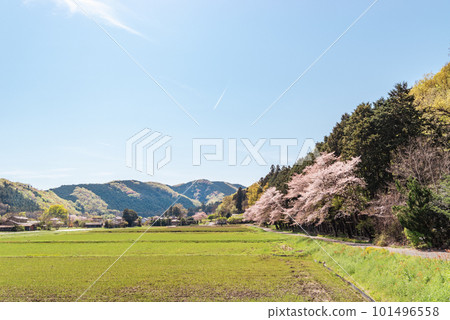 Scenery of spring satoyama with blooming cherry blossom trees and contrails in the blue sky a-2 light color Scenery of spring satoyama with blooming cherry blossom trees and contrails in the blue sky a-2 light color 101496558