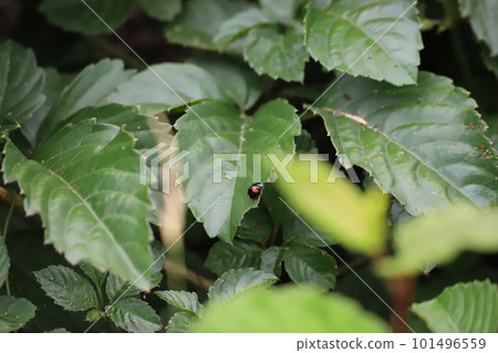 Ladybug insect leaves Ladybug insect leaves 101496559