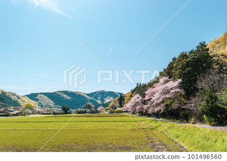 Scenery of spring satoyama and blue skies with airplane clouds a-3 cyan color Scenery of spring satoyama and blue skies with airplane clouds a-3 cyan color 101496560
