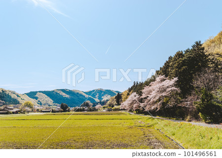 Scenery of spring satoyama with blooming cherry blossom trees and contrails in the blue sky a-4 film style Scenery of spring satoyama with blooming cherry blossom trees and contrails in the blue sky a-4 film style 101496561