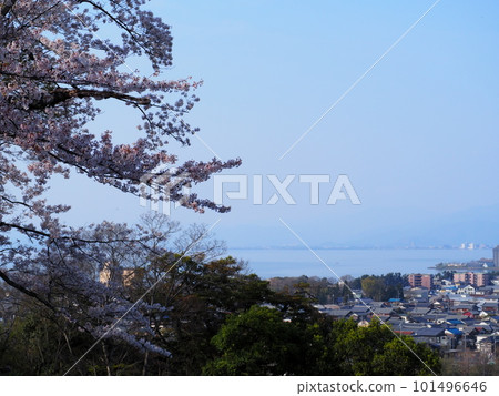 Hikone castle cherry blossom scenery Hikone castle cherry blossom scenery 101496646