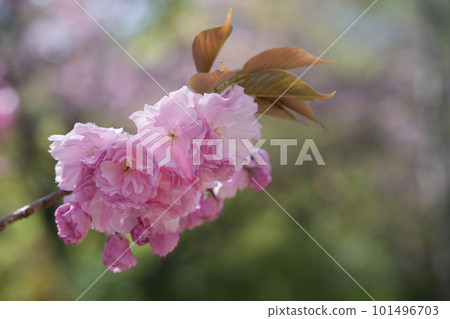 豪華的雙櫻花 101496703