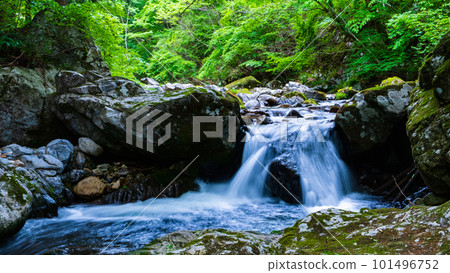 Shirakigami山谷的新鮮綠色 101496752