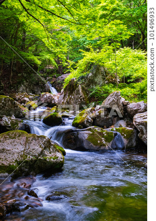 Shirakigami山谷的新鮮綠色 Shirakigami山谷的新鮮綠色 101496933