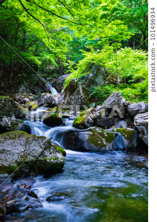 Shirakigami山谷的新鮮綠色 Shirakigami山谷的新鮮綠色 101496934
