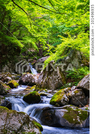 Shirakigami山谷的新鮮綠色 Shirakigami山谷的新鮮綠色 101496935