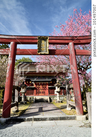 Itoku Tenmangu Shrine (next to Zaodo) with plum blossoms [Yoshino Town, Nara Prefecture] 101497007