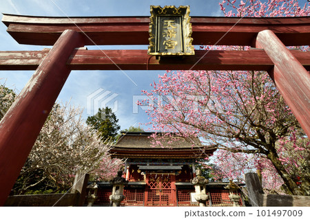 Itoku Tenmangu Shrine (next to Zaodo) with plum blossoms [Yoshino Town, Nara Prefecture] 101497009