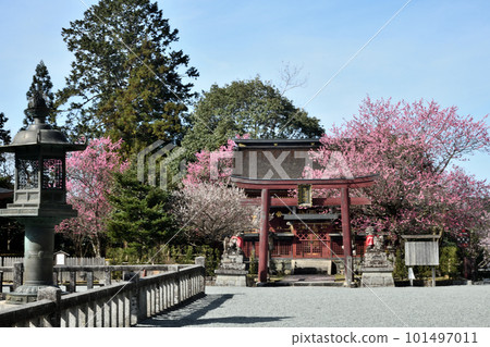 Itoku Tenmangu Shrine (next to Zaodo) with plum blossoms [Yoshino Town, Nara Prefecture] 101497011
