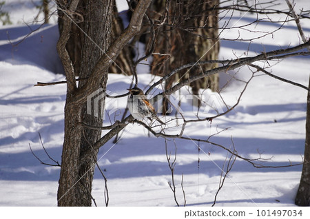 A thrush perching on a branch of a cherry tree A thrush perching on a branch of a cherry tree 101497034