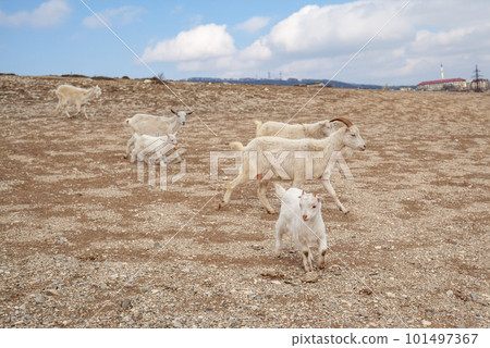 Goats are resting in the rocks on the mountainside. 101497367