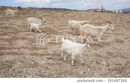 Goats are resting in the rocks on the mountainside. 101497368