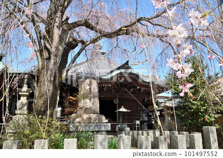 被櫻花包裹的櫻花本舖【奈良縣吉野町】 101497552