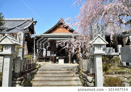 Sakurahonbo wrapped in cherry blossoms [Yoshino Town, Nara Prefecture] 101497554