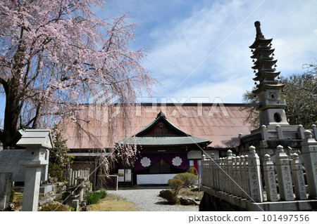 Sakurahonbo wrapped in cherry blossoms [Yoshino Town, Nara Prefecture] 101497556