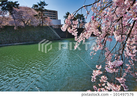 櫻花盛開的福井縣政府護城河 101497576