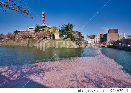 Fukui Prefectural Government Moat with cherry blossoms in full bloom 101497644