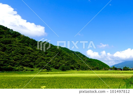 岡山縣真庭市 Hiruzen Hiruzen Plateau 鬱鬱蔥蔥的稻田景觀 岡山縣真庭市 Hiruzen Hiruzen Plateau 鬱鬱蔥蔥的稻田景觀 101497812