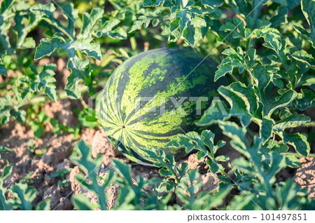 watermelon field with watermelon fruit fresh watermelon on ground agriculture garden watermelon farm with leaf tree plant, harvesting watermelons in the field 101497851