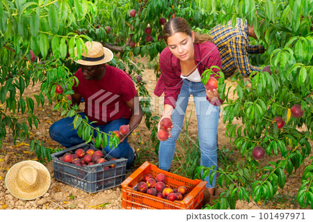 Three plantation workers picking peaches Three plantation workers picking peaches 101497971