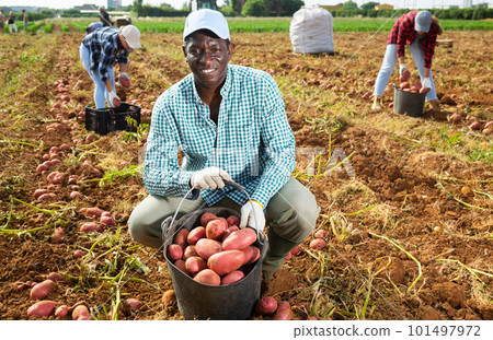 Successful african american farmer harvesting potatoes in field Successful african american farmer harvesting potatoes in field 101497972