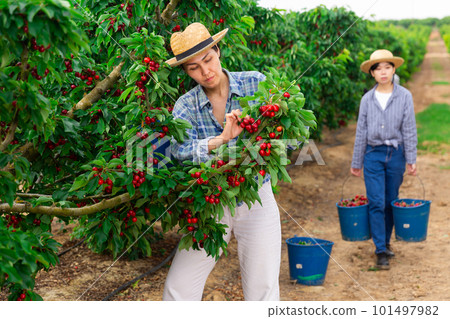 Portrait of cheerful female worker picking cherry 101497982