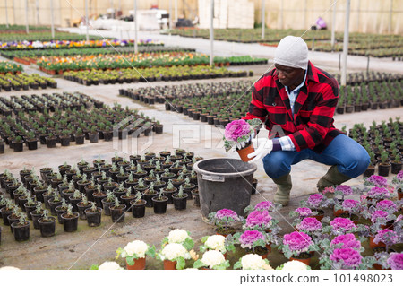 Gardener choosing cauliflower in greenhouse 101498023
