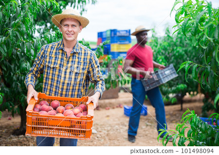 Man holding box of ripe peaches 101498094