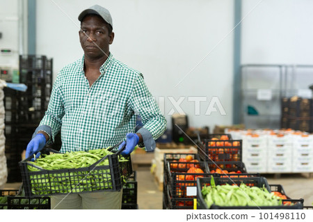 Man factory worker carrying crate full of pea pods 101498110