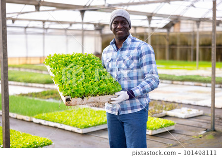 African american man holding boxes of lettuce seedlings African american man holding boxes of lettuce seedlings 101498111