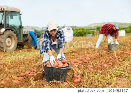 Woman farm worker picking potato tubers into bucket in field 101498127