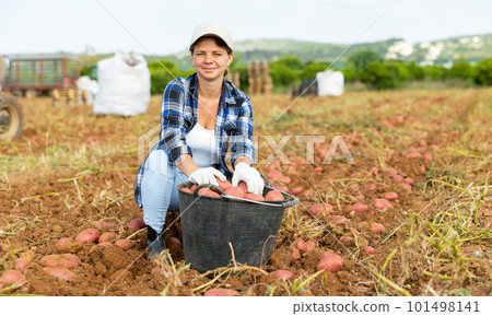 Woman farmer harvesting potato on farm field Woman farmer harvesting potato on farm field 101498141