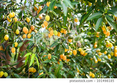 Marian plum fruit in marian plum tree in the garden tropical fruit orchard, Name in Thailand Sweet Yellow Marian Plum Maprang Plango or Mayong chid Marian plum fruit in marian plum tree in the garden tropical fruit orchard, Name in Thailand Sweet Yellow Marian Plum Maprang Plango or Mayong chid 101498185