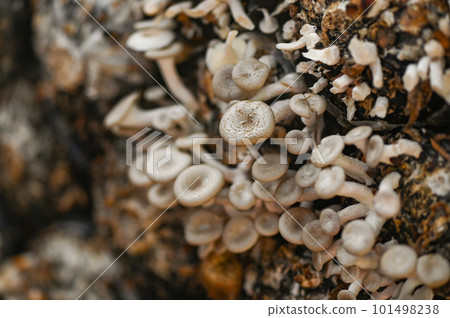 mushroom farm with fresh mushroom growing on mushroom spawn - Lentinus squarrosulus mushroom farm with fresh mushroom growing on mushroom spawn - Lentinus squarrosulus 101498238