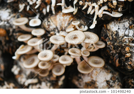 mushroom farm with fresh mushroom growing on mushroom spawn - Lentinus squarrosulus 101498240
