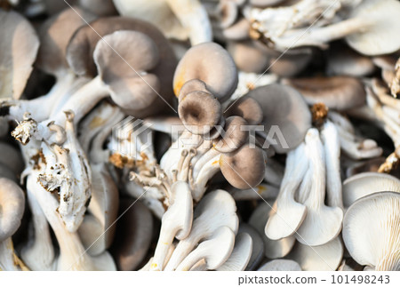 Fresh grey oyster mushroom on basket, fresh raw oyster mushroom for cooking food or sell in the market Fresh grey oyster mushroom on basket, fresh raw oyster mushroom for cooking food or sell in the market 101498243