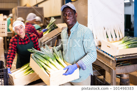Portrait of an african american farmer with a crate of leeks Portrait of an african american farmer with a crate of leeks 101498383