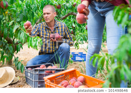 European man harvesting peaches 101498646