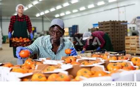 Man sorting and checking quality of tomatoes in vegetable factory Man sorting and checking quality of tomatoes in vegetable factory 101498721